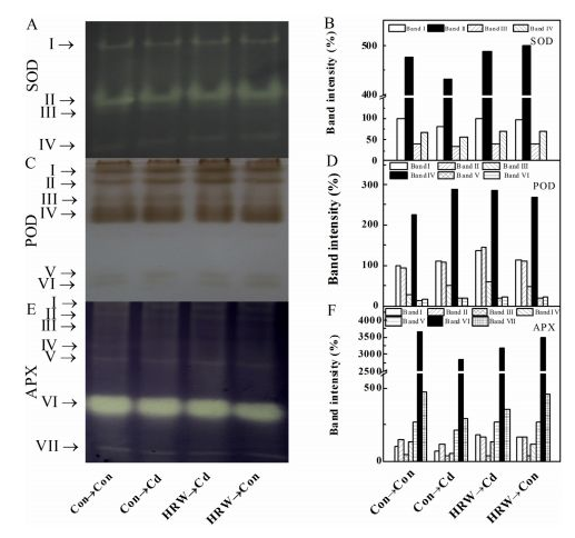 博天堂在线水减轻紫花苜蓿中镉的毒性