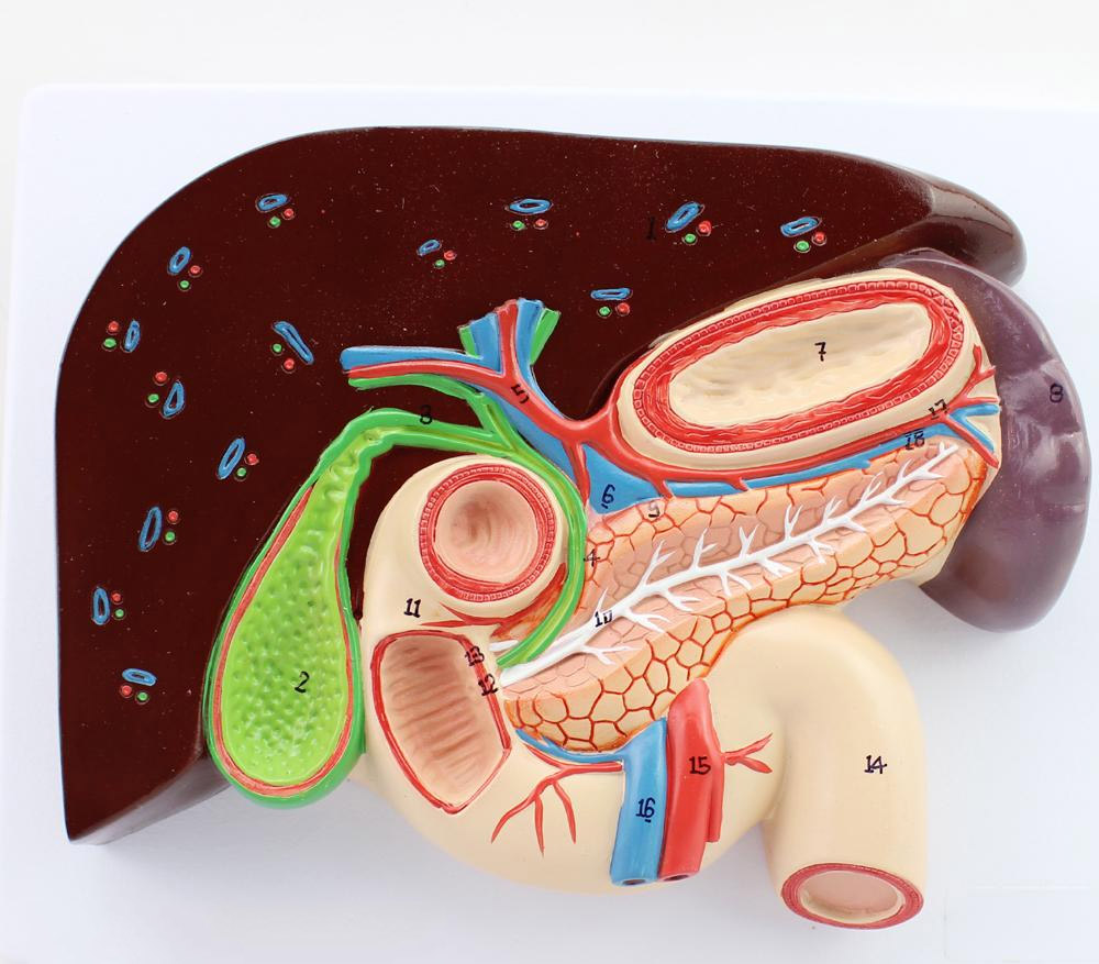 肝胆胰疾病的预防性改善