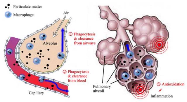 氢气抗雾霾，效果看图