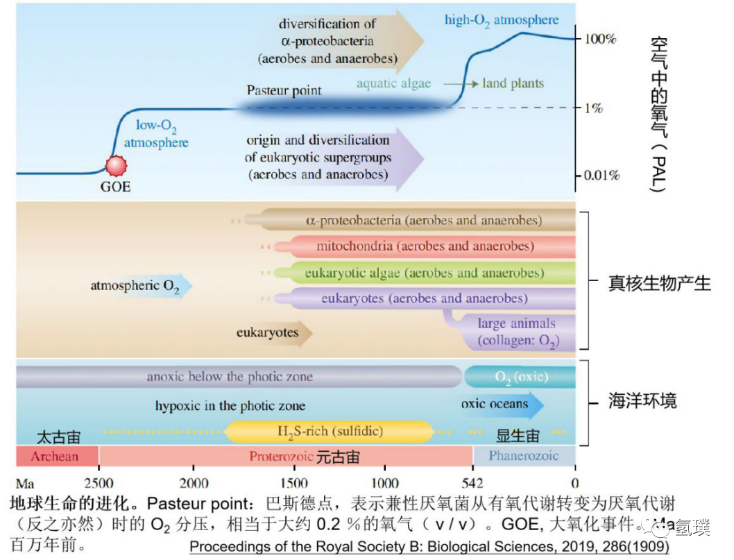 马雪梅教授谈氢气生物学机理（3）：氢气是推动真核生物进化的关键