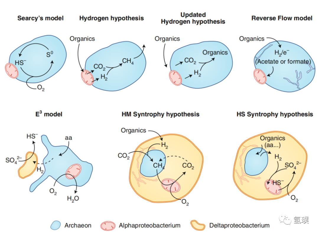 马雪梅教授谈氢气生物学机理（3）：氢气是推动真核生物进化的关键