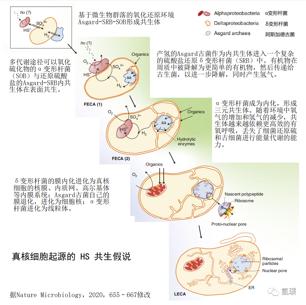 马雪梅教授谈氢气生物学机理（3）：氢气是推动真核生物进化的关键