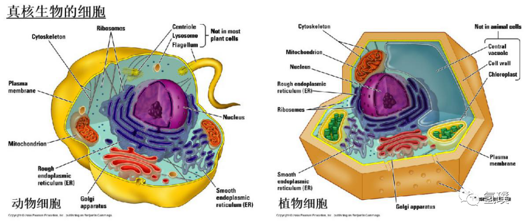 马雪梅教授谈氢气生物学机理（3）：氢气是推动真核生物进化的关键
