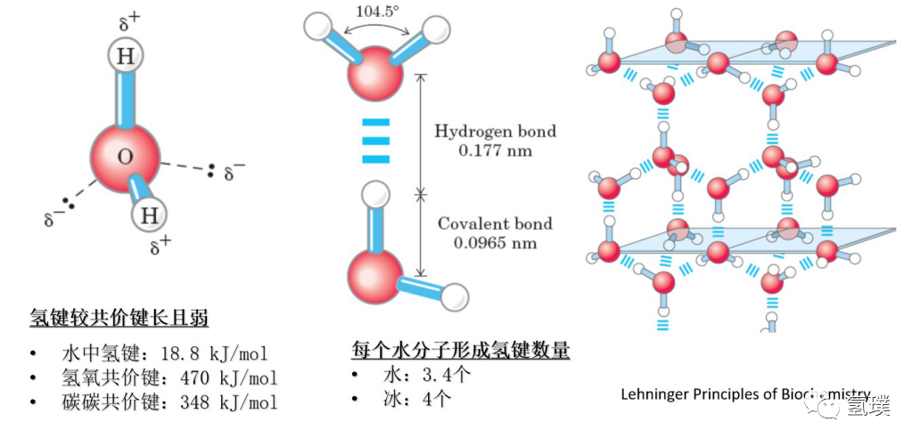 马雪梅教授谈氢气生物学机理（1）：生命中的氢元素