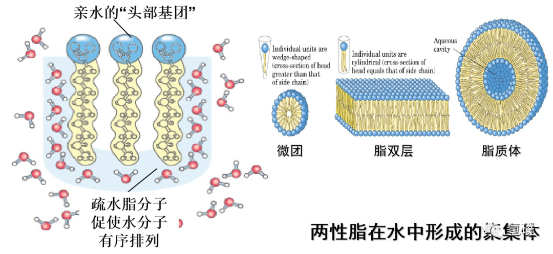 马雪梅教授谈氢气生物学机理（1）：生命中的氢元素