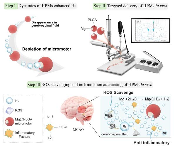 涂盈锋：氢动力微马达用于急性缺血性脑卒中的精准且主动的氢气改善