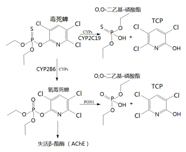 氢气生物学机理：氢气与乙酰胆碱酯酶
