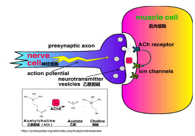 氢气生物学机理：氢气与乙酰胆碱酯酶
