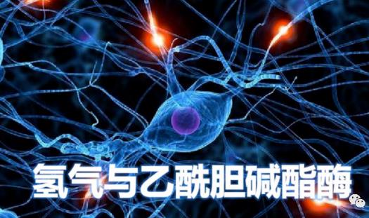 氢气生物学机理：氢气与乙酰胆碱酯酶