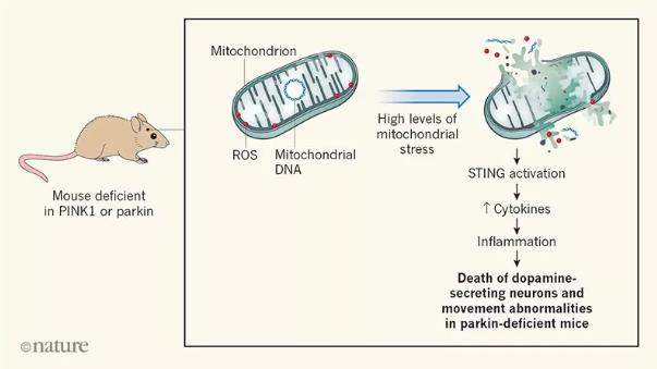 氢气的抗炎作用，瞄准神经退化开火