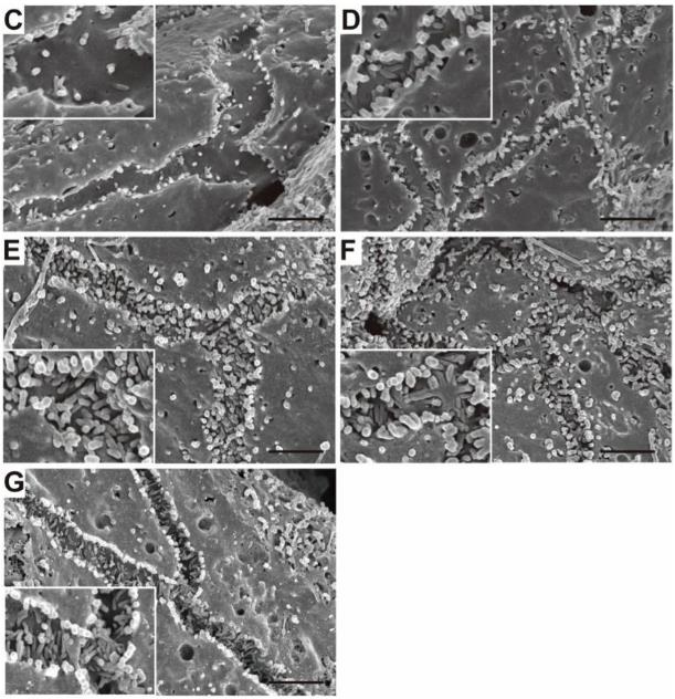 氢气保护肝脏的研究实验，值得一看！
