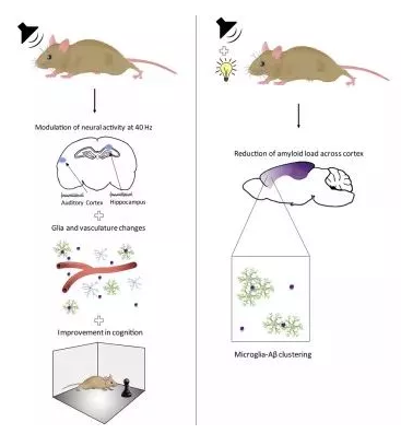 声光刺激可以改善痴呆，氢气同样可以改善痴呆