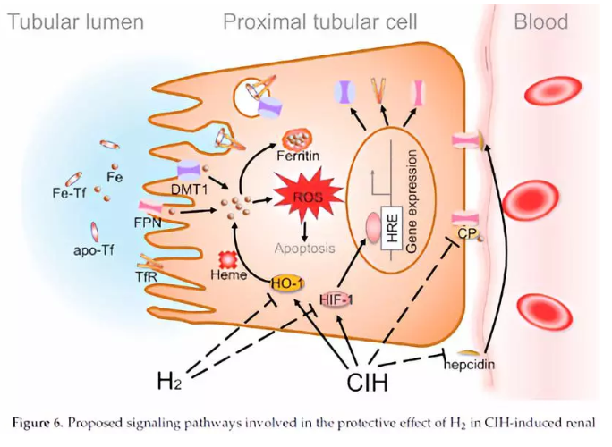 鼾声伤肾，吸氢固本！