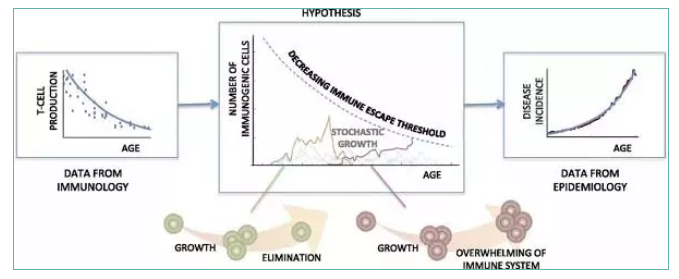 免疫系统衰退是癌症主因，氢气帮助维持良好免疫功能