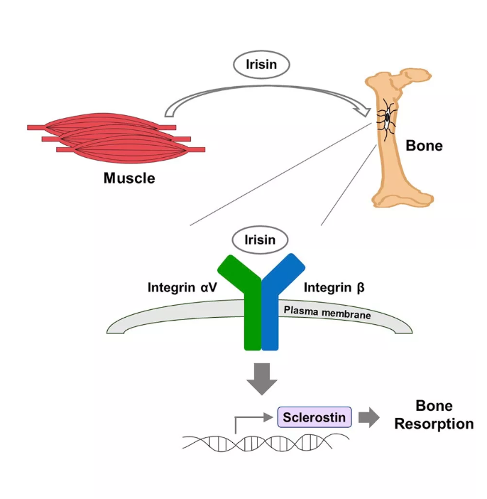 运动增加线粒体，懒人可以试试氢气
