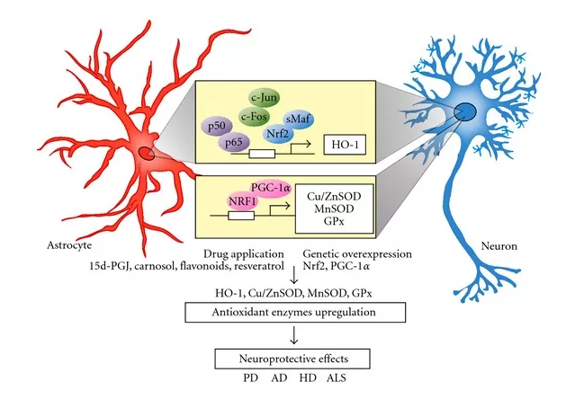 氢气能有效改善癌症患者，日本著名氢气研究分享