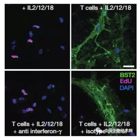 免疫细胞攻击老人大脑，氢气能阻止吗？