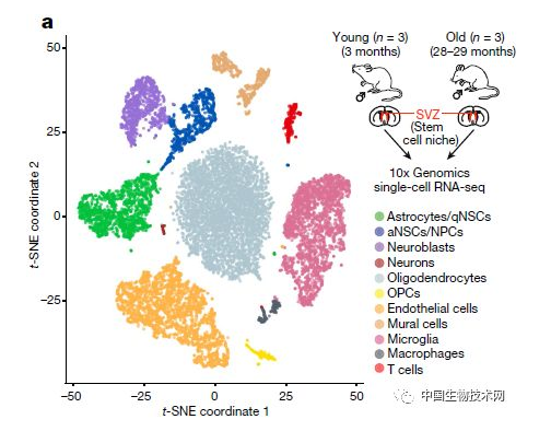 免疫细胞攻击老人大脑，氢气能阻止吗？