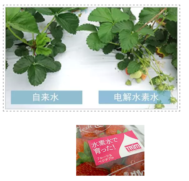 如何用电解水让农产品提质增产？日本是这样做的