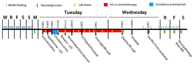 哈佛：氢气保护新生儿大脑