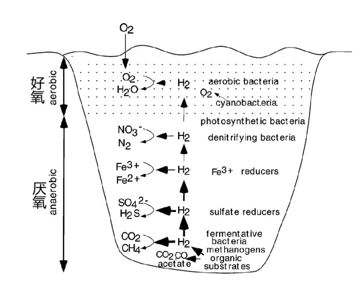 马雪梅教授：氢气生物学机理（3）氢化酶