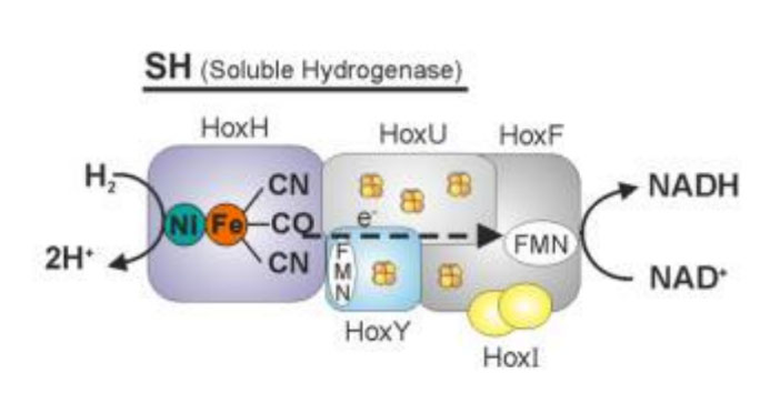 马雪梅教授：氢气生物学机理（3）氢化酶
