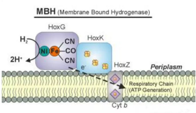 马雪梅教授：氢气生物学机理（3）氢化酶