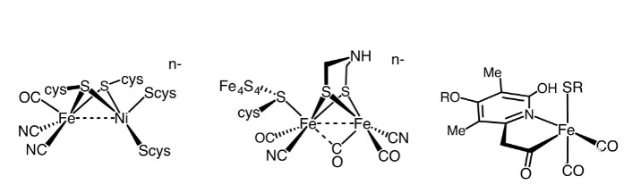 马雪梅教授：氢气生物学机理（3）氢化酶