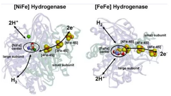 马雪梅教授：氢气生物学机理（3）氢化酶