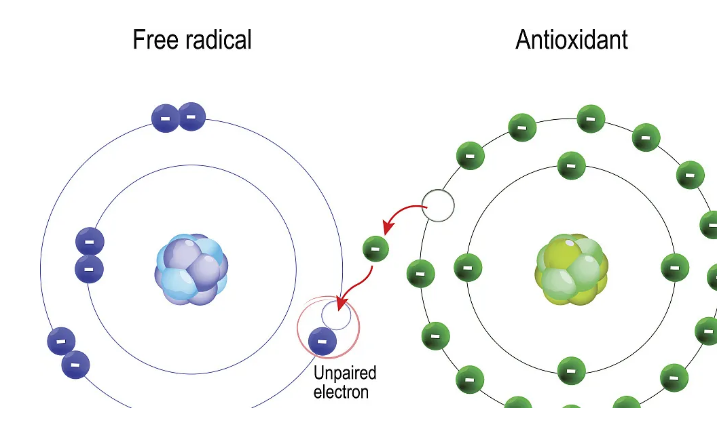 同济大学曲伸教授：氢是自由基【清道夫】