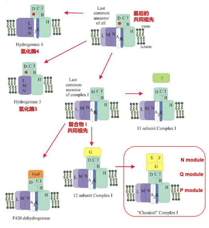 氢气生物学机理（4）：复合物 I 和氢化酶