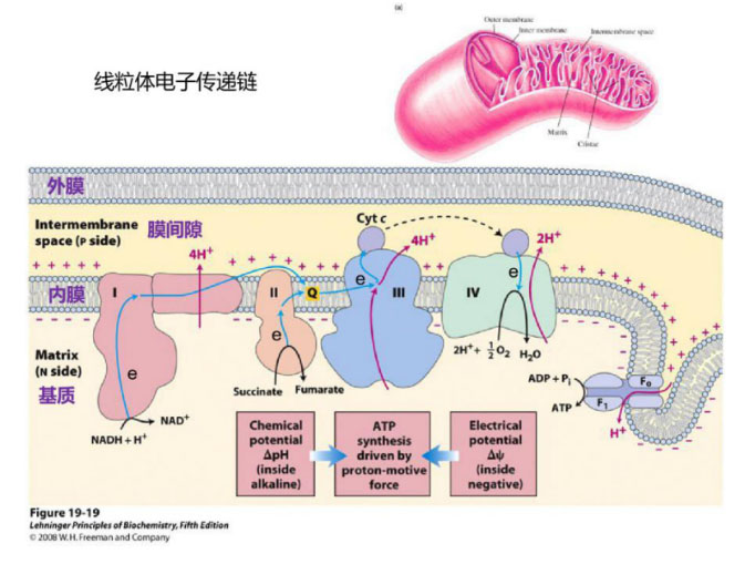 氢气生物学机理（4）：复合物 I 和氢化酶
