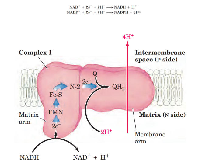 氢气生物学机理（4）：复合物 I 和氢化酶