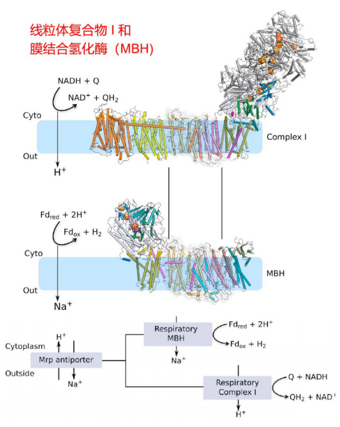 氢气生物学机理（4）：复合物 I 和氢化酶