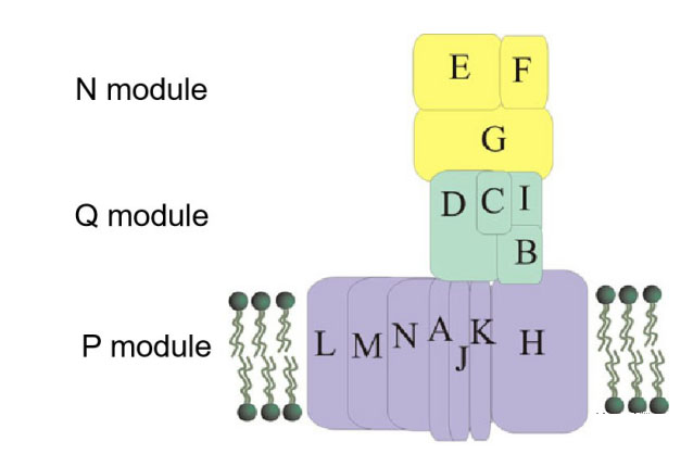 氢气生物学机理（4）：复合物 I 和氢化酶