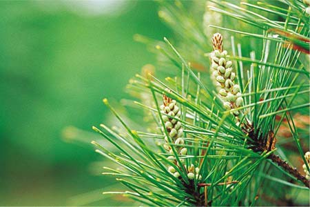 活性氧和肿瘤的关系，氢气对癌症的“治疗”三种效果