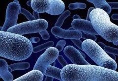 益生元、益生素，氢分子是双生源