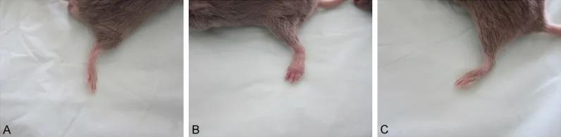 A正常动物，B关节炎动物，C关节炎氢水治疗后