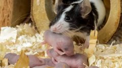 干细胞能预防衰老，博天堂在线水可能更实用