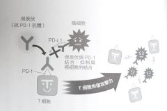 氢气与保疾伏都能去掉“免疫抑制”，但机制与原理是完全不同的