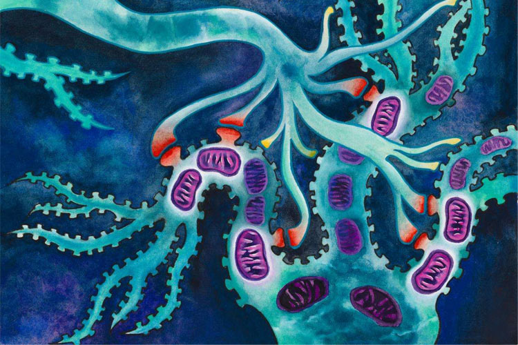 吸氢治疗癌症靠谱吗，论氢分子维护线粒体功能及其稳定性