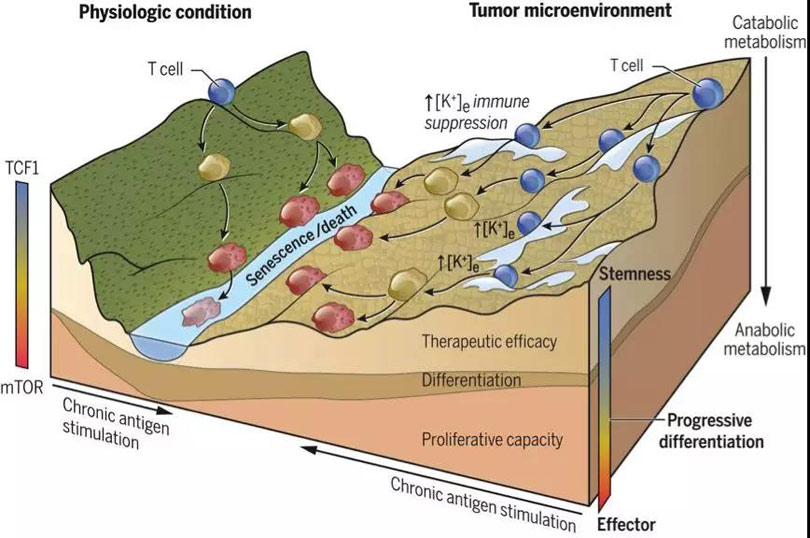 水平细胞外钾离子能抑制T细胞效应，这种作用是通过限制细胞营养吸收