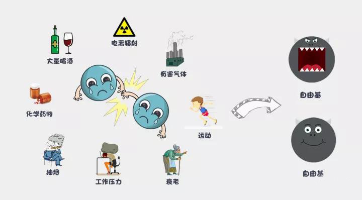 【氢分子·科普】氢分子的手下败将：恶性自由基——人体生病的根源(图5)