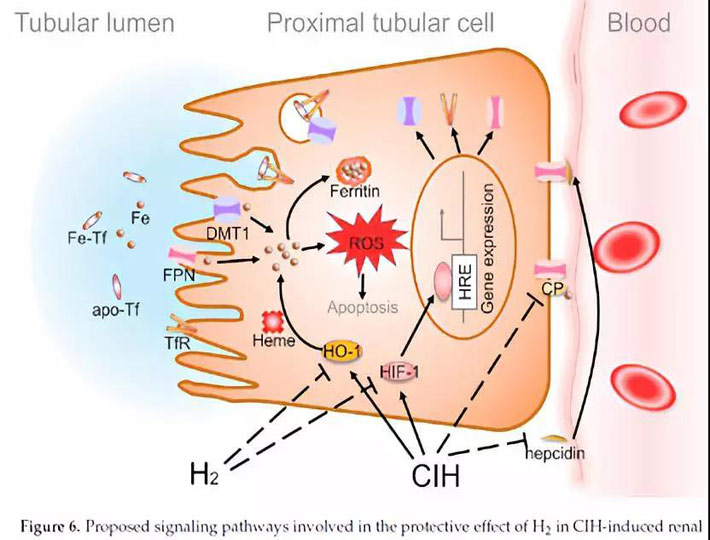低氧导致铁过载，损伤肾小管，氢气抗氧化奋力保护肾脏细胞