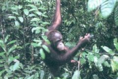 饮用氢水也能改造微环境，不让癌细胞作恶