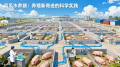 博天堂在线水养猪：养殖新奇迹的科学实践
